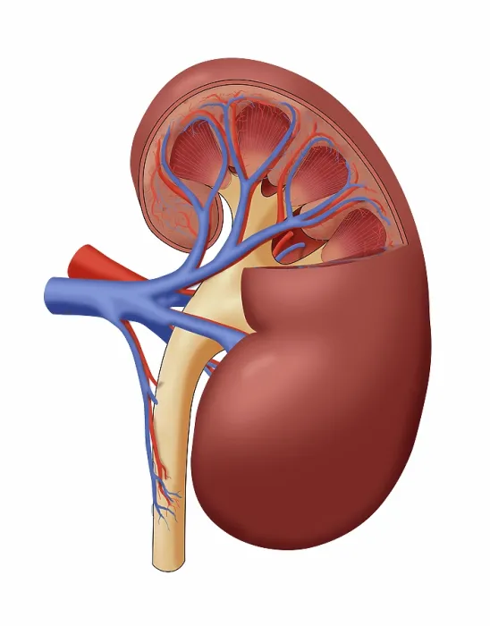 Framed Print : Healthy Kidney, Cutaway, Illustration Framed Print : Healthy Kidney, Cutaway, Illustration
