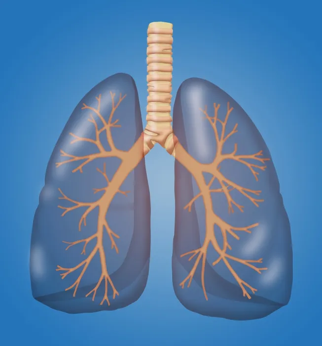 Framed Print : Healthy Lungs