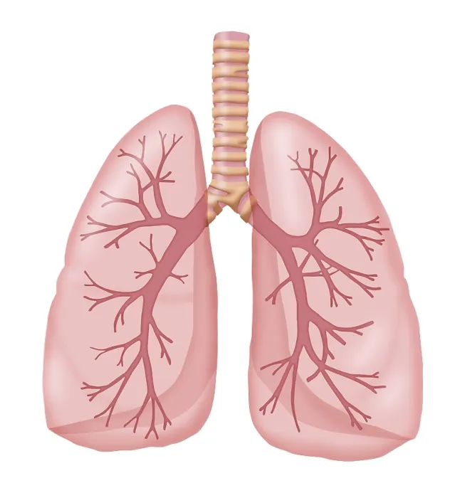 Framed Print : Healthy Lungs Framed Print : Healthy Lungs
