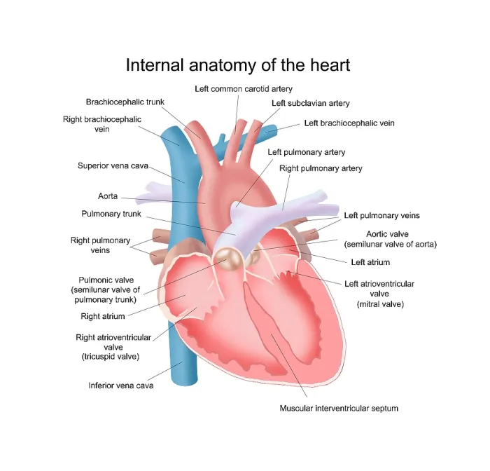 Framed Print : Heart Anatomy