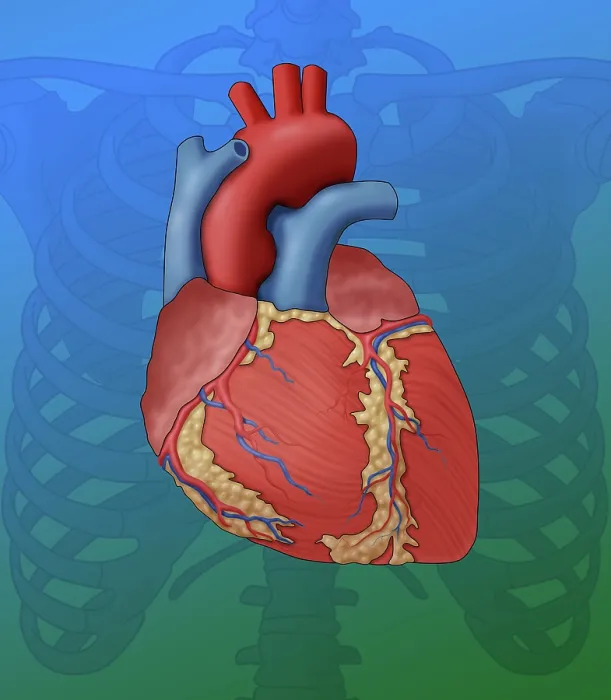 Framed Print : Heart Anatomy, Illustration Framed Print : Heart Anatomy, Illustration