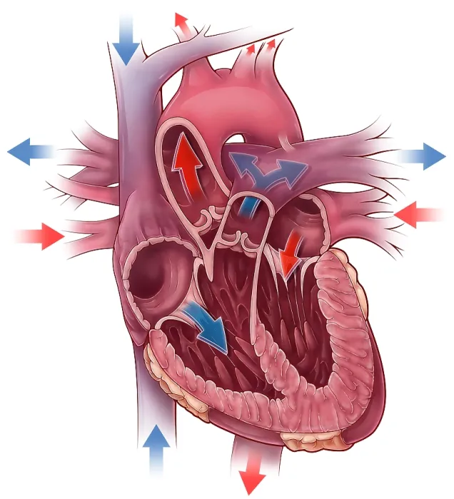 Framed Print : Heart Blood Flow Framed Print : Heart Blood Flow