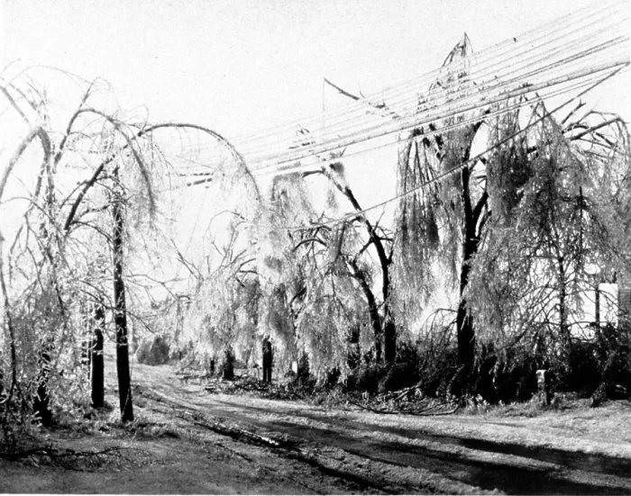 Framed Print : Heavy Hand of Winter on Trees and Wires, 1931 Framed Print : Heavy Hand of Winter on Trees and Wires, 1931