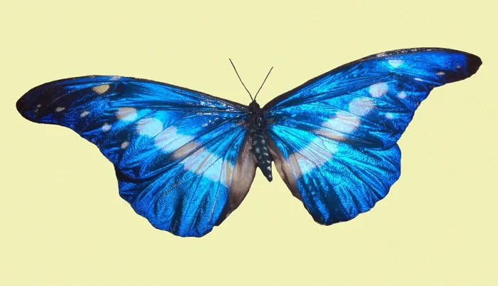 Framed Print : Helena Morpho (Morpho helena) Framed Print : Helena Morpho (Morpho helena)