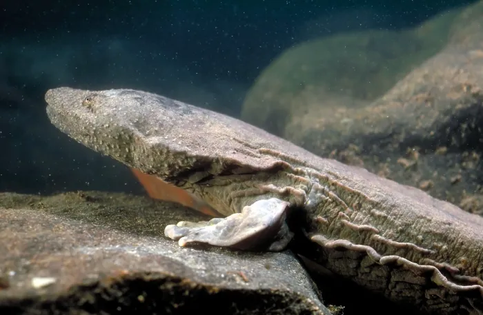 Framed Print : Hellbender