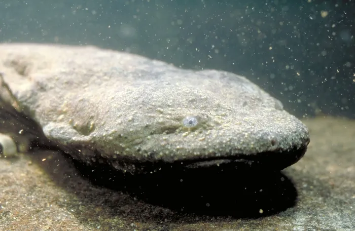 Framed Print : Hellbender