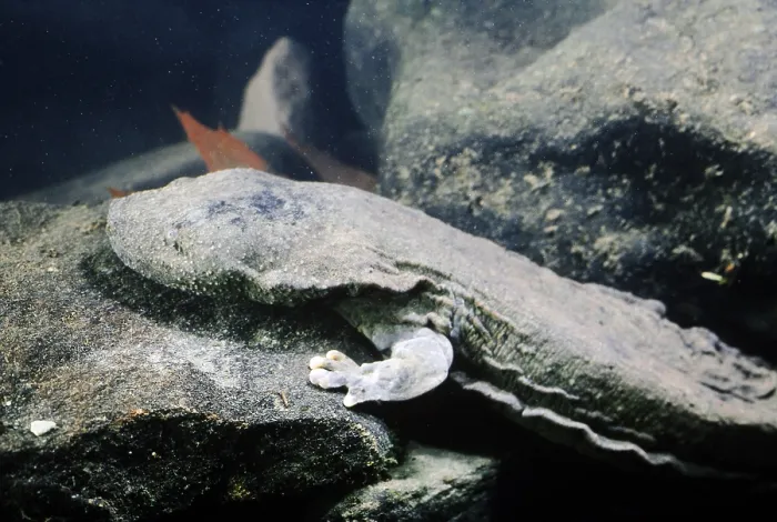 Framed Print : Hellbender Salamander Framed Print : Hellbender Salamander