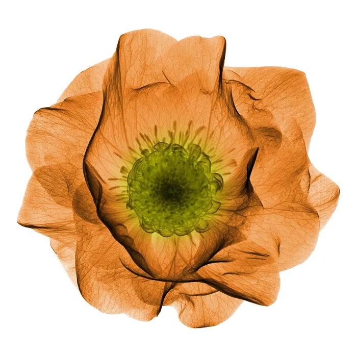Framed Print : Hellebore Flower, X-ray Framed Print : Hellebore Flower, X-ray