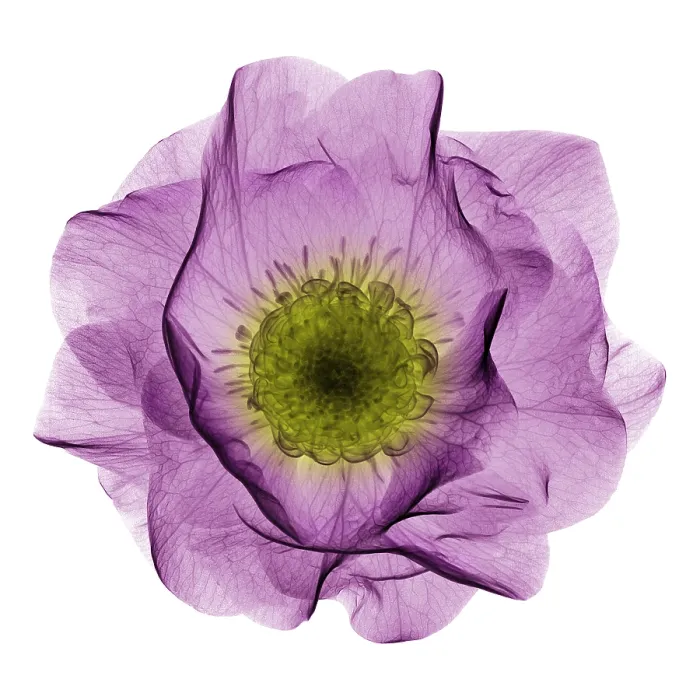 Framed Print : Hellebore Flower, X-ray Framed Print : Hellebore Flower, X-ray