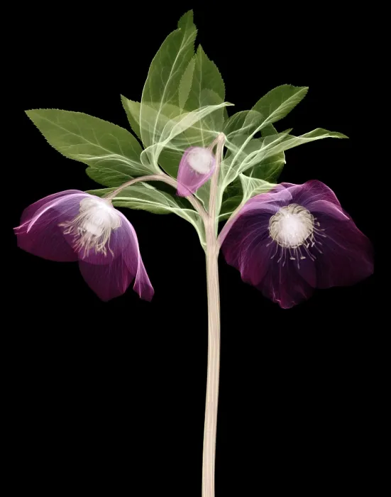 Framed Print : Hellebore Flowers, X-ray Framed Print : Hellebore Flowers, X-ray