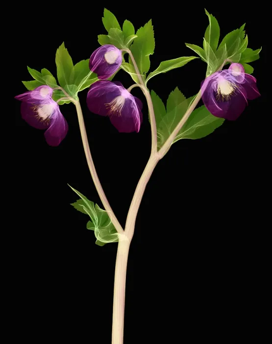 Framed Print : Hellebore Flowers, X-ray Framed Print : Hellebore Flowers, X-ray