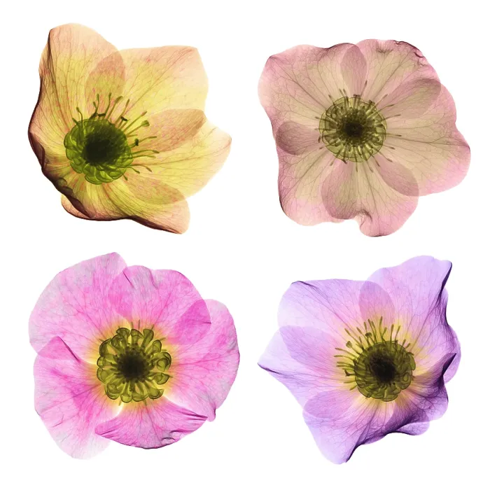 Framed Print : Hellebore Flowers, X-ray Framed Print : Hellebore Flowers, X-ray