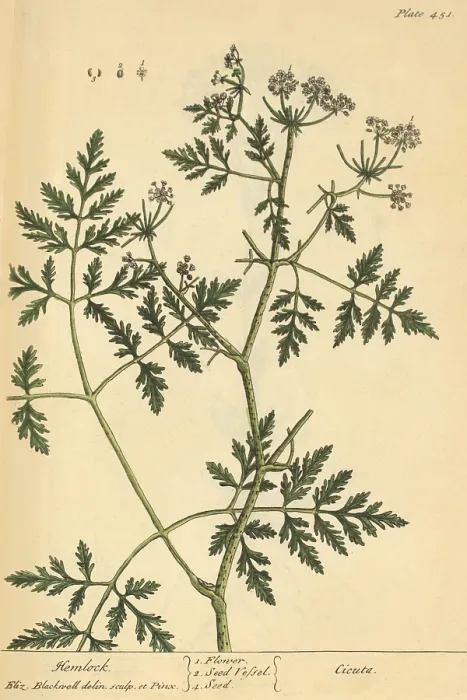 Framed Print : Hemlock, Medicinal Plant, 1737 Framed Print : Hemlock, Medicinal Plant, 1737