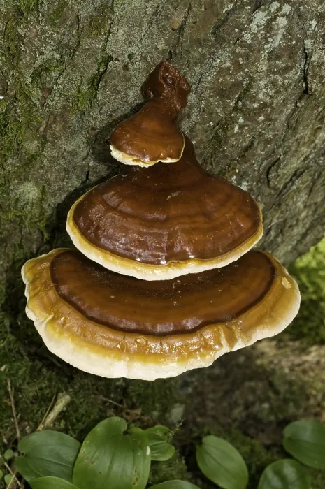 Framed Print : Hemlock varnish shelf fungus