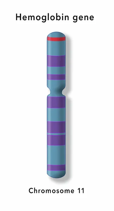 Framed Print : The Hemoglobin Gene, Chromosome 11, Illustration Framed Print : The Hemoglobin Gene, Chromosome 11, Illustration
