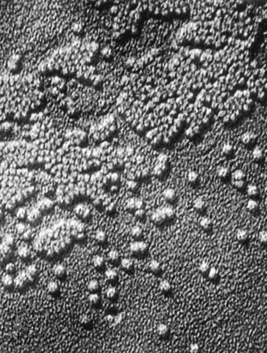 Framed Print : Hepatitis Virus Framed Print : Hepatitis Virus