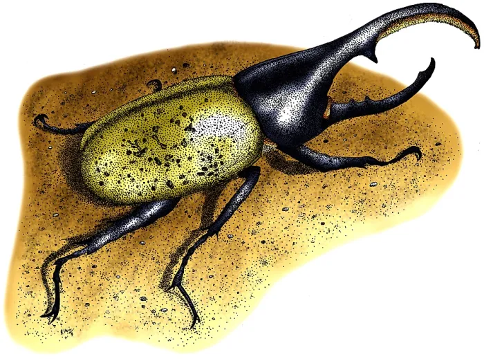 Framed Print : Hercules Beetle Framed Print : Hercules Beetle