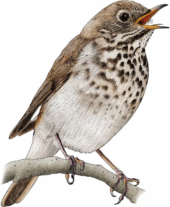 Framed Print : Hermit Thrush