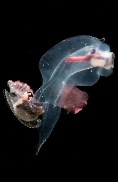 Framed Print : Heteropod Mollusk