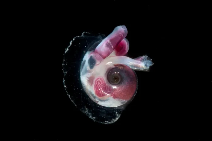 Framed Print : Heteropod Mollusk