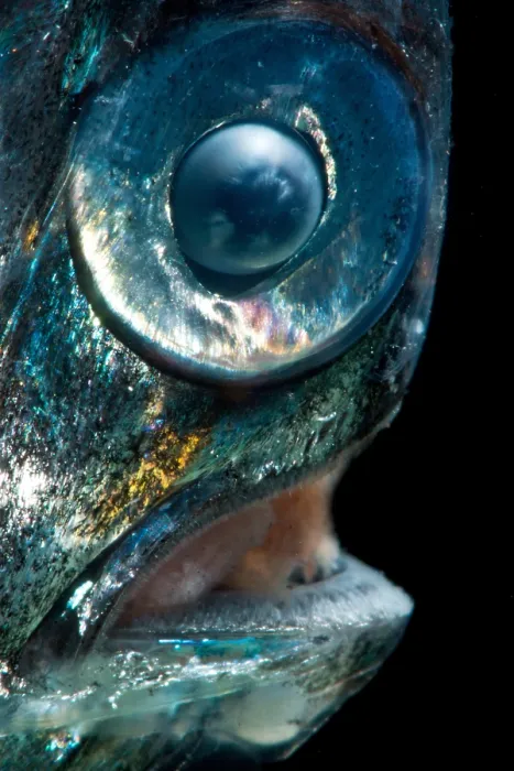 Framed Print : Highlight Hatchetfish (Sternoptyx pseudobscura) Framed Print : Highlight Hatchetfish (Sternoptyx pseudobscura)