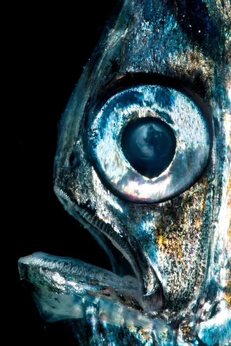 Framed Print : Highlight Hatchetfish (Sternoptyx pseudobscura)