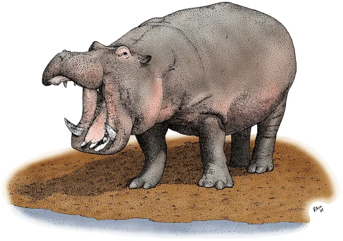 Framed Print : Hippopotamus Framed Print : Hippopotamus