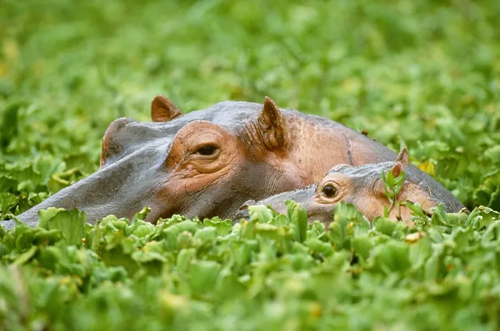 Framed Print : Hippopotamus with young Framed Print : Hippopotamus with young