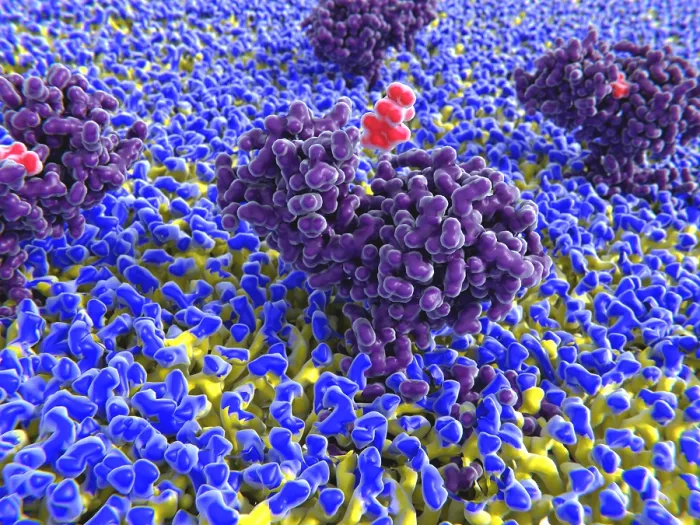 Framed Print : Histamine binding to its receptor Framed Print : Histamine binding to its receptor