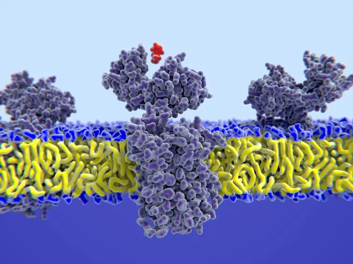 Framed Print : Histamine binding to its receptor Framed Print : Histamine binding to its receptor
