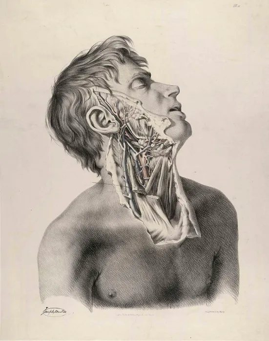 Framed Print : Historical Anatomical Illustration Framed Print : Historical Anatomical Illustration