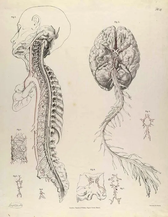 Framed Print : Historical Anatomical Illustration Framed Print : Historical Anatomical Illustration
