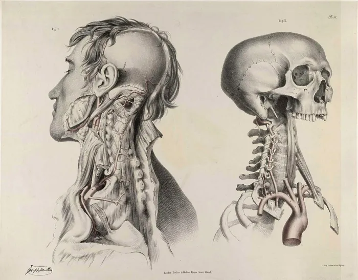 Framed Print : Historical Anatomical Illustration Framed Print : Historical Anatomical Illustration