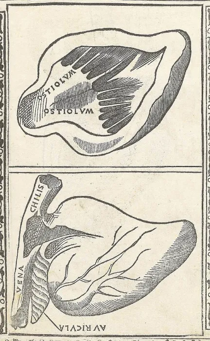 Framed Print : Historical Anatomical Illustration Framed Print : Historical Anatomical Illustration