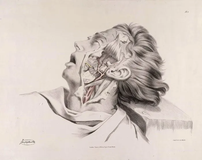 Framed Print : Historical Anatomical Illustration