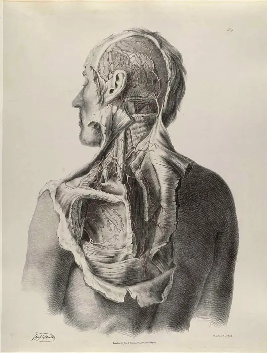 Framed Print : Historical Anatomical Illustration Framed Print : Historical Anatomical Illustration