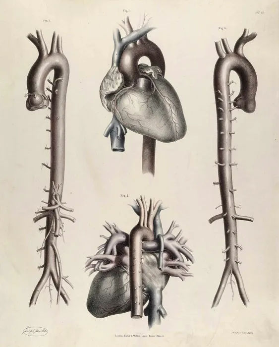 Framed Print : Historical Anatomical Illustration
