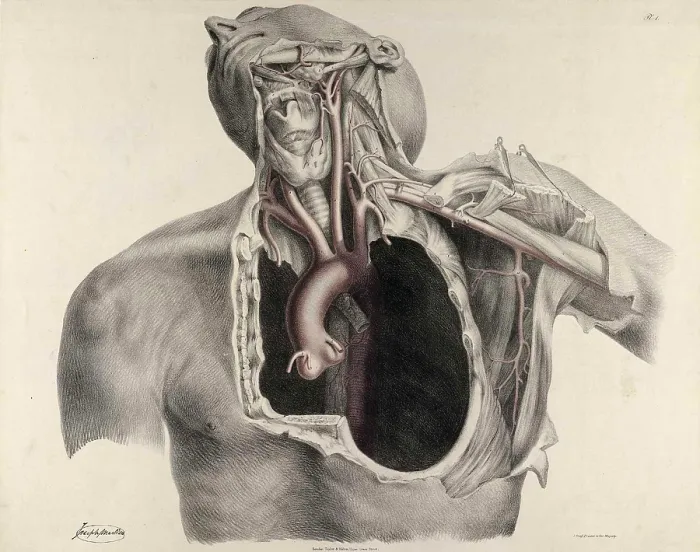 Framed Print : Historical Anatomical Illustration Framed Print : Historical Anatomical Illustration
