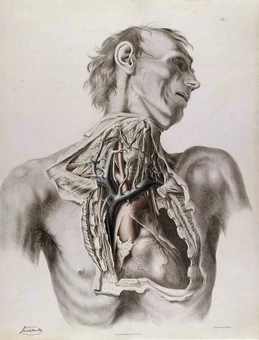 Framed Print : Historical Anatomical Illustration Framed Print : Historical Anatomical Illustration