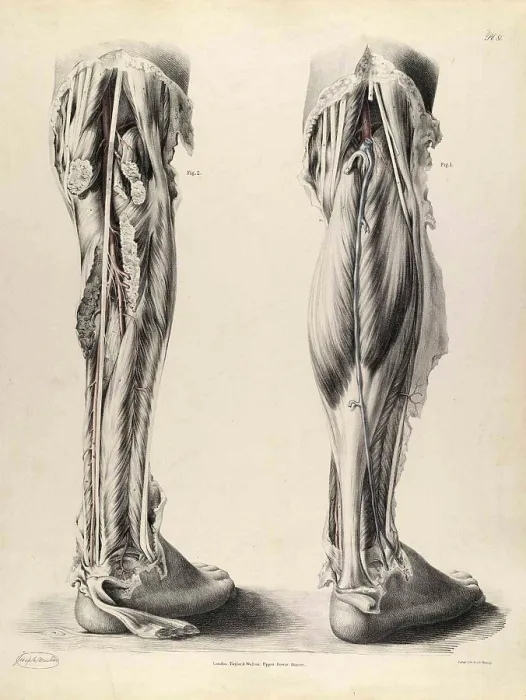 Framed Print : Historical Anatomical Illustration Framed Print : Historical Anatomical Illustration