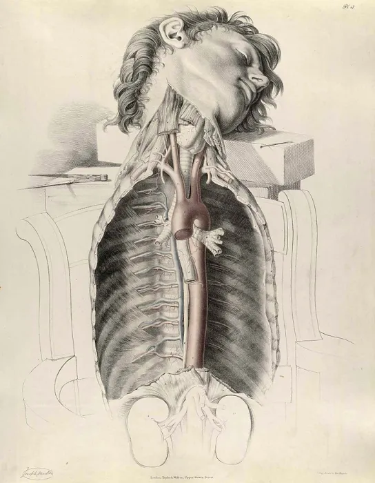 Framed Print : Historical Anatomical Illustration Framed Print : Historical Anatomical Illustration