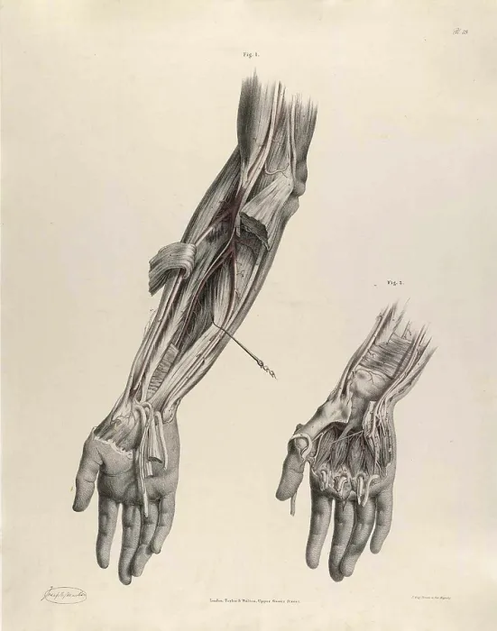 Framed Print : Historical Anatomical Illustration Framed Print : Historical Anatomical Illustration