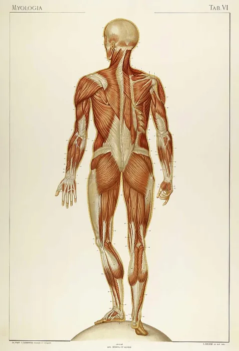 Framed Print : Historical Anatomical Illustration Framed Print : Historical Anatomical Illustration