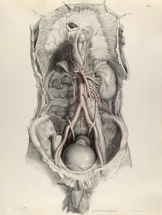 Framed Print : Historical Anatomical Illustration Framed Print : Historical Anatomical Illustration