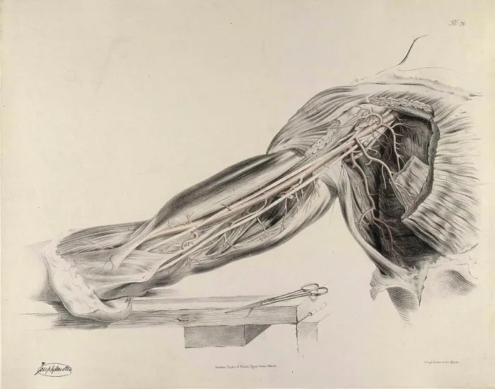 Framed Print : Historical Anatomical Illustration