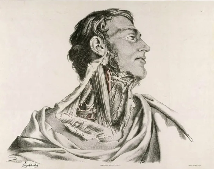 Framed Print : Historical anatomical illustration