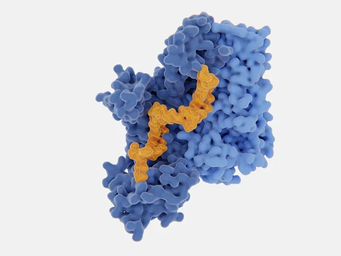 Framed Print : HIV-1 reverse transcriptase, molecular model Framed Print : HIV-1 reverse transcriptase, molecular model