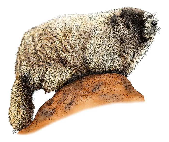 Framed Print : Hoary Marmot Framed Print : Hoary Marmot