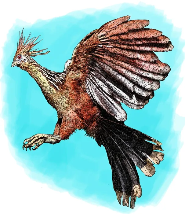 Framed Print : Hoatzin. Illustration of a Hoatzin (Opisthocomus hoazin)
