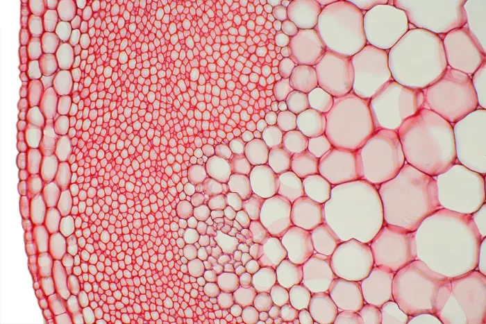 Framed Print : Hogweed Stem under a microscope Framed Print : Hogweed Stem under a microscope